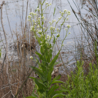 cochlearia_glastifolia2md (Cochlearia glastifolia)