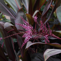 cordyline_fruticosa5md (Cordyline fruticosa)