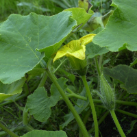 cucurbita_maxima3md (Cucurbita maxima)