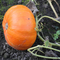 cucurbita_maxima9md (Cucurbita maxima)