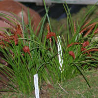 Dendrochilum wenzelii (Dendrochilum de Wenzel)