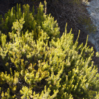 erica_multiflora3md (Erica multiflora)