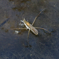 Gerris thoracicus (Patineur, Araignée d'eau)