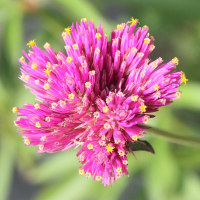 gomphrena_globosa2md