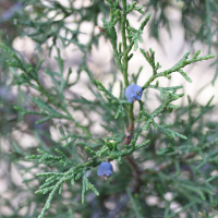 juniperus_thurifera5md