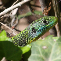 lacerta_bilineata3md