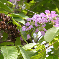 lagerstroemia_speciosa3md