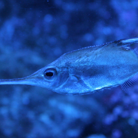 Macroramphosus scolopax (Bécasse de mer)