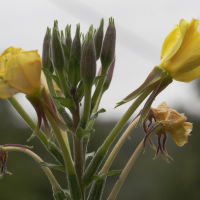 oenothera_fallax2md