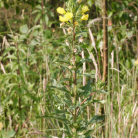 Oenothera rubricaulis (Onagre à tige rouge)