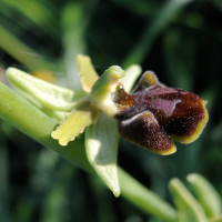 ophrys_sphegodes3md