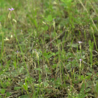 Petrorhagia prolifera (Œillet prolifère)