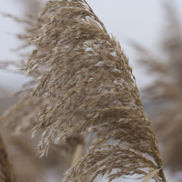 phragmites_australis3md