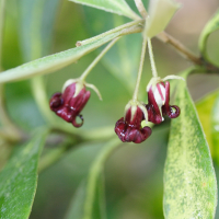 Pittosporum_crassifolium