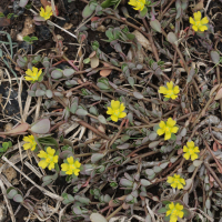 portulaca_oleracea5md