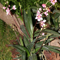 sarcochilus_fitzgeraldii2md