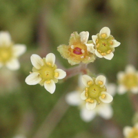 saxifraga_moschata3md