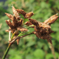 scirpus_lacustris5md