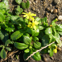 Senecio leucanthemifolius (Séneçon à feuilles de marguerite)