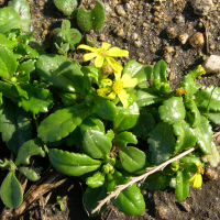 senecio_leucanthemifolius1md