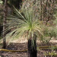 Xanthorrhoea preissii  (pressii) (Black boy, Balga, Grass tree)