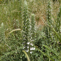 acanthus_spinosus5md (Acanthus spinosus)