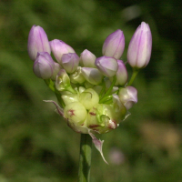 allium_roseum3md (Allium roseum)