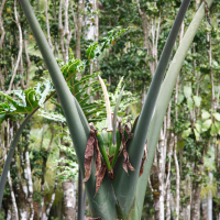 alocasia_portei2md (Alocasia portei)