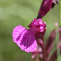 anacamptis_papilionacea5md (Anacamptis papilionacea)