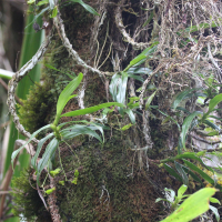 Angraecum obversifolium (Angraecum)