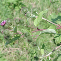 arctium_lappa3md (Arctium lappa)