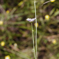 baldellia_repens4md (Baldellia repens ssp. cavanillesii)