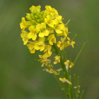 barbarea_vulgaris2amd (Barbarea vulgaris)