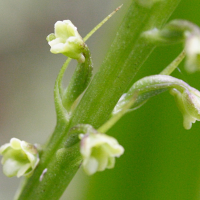 benthamia_latifolia3md (Benthamia latifolia)