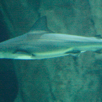 Carcharhinus plumbeus (Requin gris)