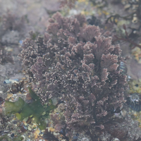 Corallina officinalis (Coralline)