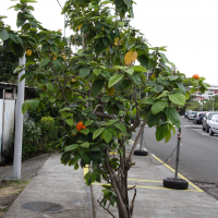 Cordia_sebestena (Cordia sebestena)