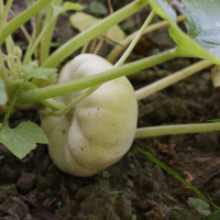 cucurbita_pepo_ovifera3md (Cucurbita pepo var. ovifera)