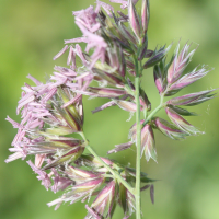 dactylis_glomerata1cmd (Dactylis glomerata)