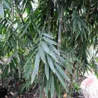 dendrocalamus_giganteus3md (Dendrocalamus giganteus)