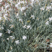 Dianthus plumarius (Œillet mignardise, Mignonette)