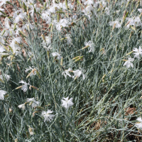 dianthus_plumarius1md (Dianthus plumarius)