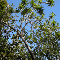 Dracaena reflexa (Dracaena, Bois de chandelle)