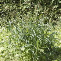 Echinochloa crus-galli (Panic pied-de-coq, Pied-de-coq, Panisse)