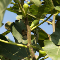 Ficus carica (Figuier)