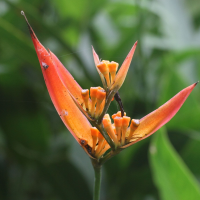 heliconia_psittacorum4md