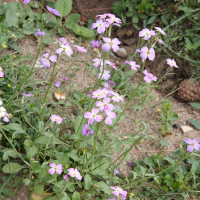 Malcolmia maritima (Giroflée de Mahon)