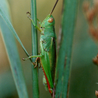 Paracinema tricolor (Criquet tricolore)