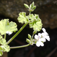 pelargonium_odoratissimum2md