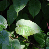 Persicaria_amplexicaulis